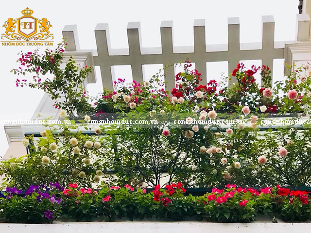 Quá lung linh, quá đẹp mắt phải không ạ. Những đóa hoa hồng khoe sắc trong ánh nắng sẽ biến ngôi nhà của bạn trở nên ấn tượng hơn.