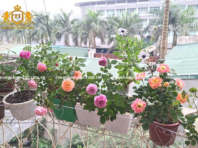 Ban công tràn ngập sắc hoa hồng ai mà chẳng muốn được sở hữu