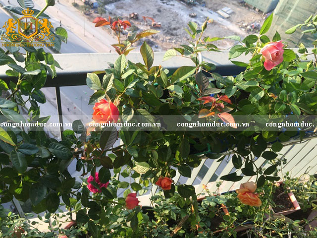 Với ban công nhỏ, bạn có thể trồng các loại giống hồng thấp vào các trồng. Đặt trồng dưới mặt sàn hoặc treo lên các song lan can.