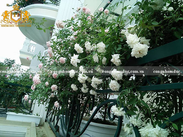 Một ý tưởng khá hay khi trang trí ban công sử dụng sắc trắc tinh khôi của hoa hồng kết hợp với những chiếc lá tinh khôi. Sự xuất hiện của 2 gam màu khiến bạn đang lạc vào 1 thế giới cổ tích.