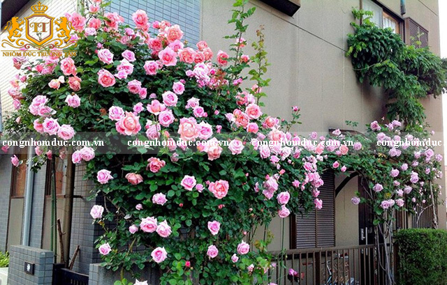 Bạn là tín đồ của hồng ngoại. Vậy hãy " bắt" lấy cách trang trí này cho ban công của mình nhé!