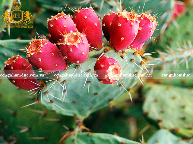 Tránh lựa chọn cây có độc, lá nhọn, lá sắc