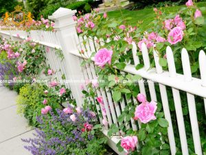 Mẫu hàng rào trắng nổi bật với giàn hoa hồng tràn ngập màu sắc. Nó như dẫn bạn vào 1 thế giới cổ tích vô cùng lãng mạn.