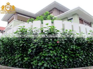 Hàng rào biệt thự vườn bằng cây xanh độc đáo, giúp không gian trở nên ấn tượng.
